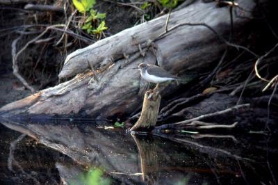 spotted-sandpiper-ju-3806.jpg