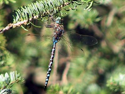 variable-darner-6901.jpg