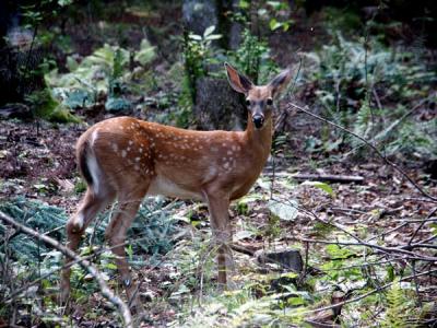 white-tailed-deer-6859.jpg