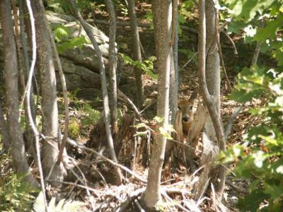 white-tailed-fawn-6886.jpg