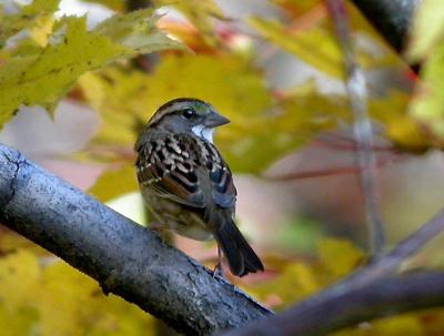 White-Throated-sparrow-0472.jpg