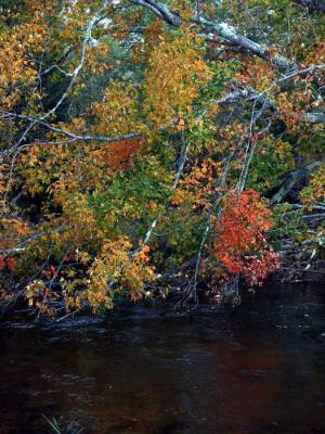 autumn-maple-8052.jpg