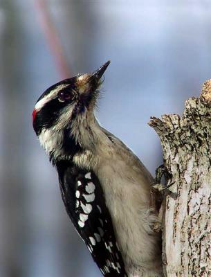 downy-woodpecker-11181.jpg