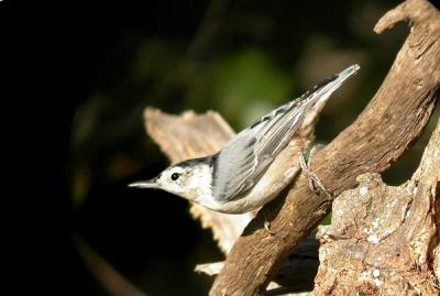 white-breasted-nuthatch-032.jpg