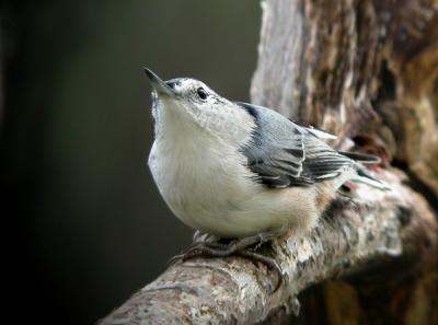 white-breasted-nuthatch-042.jpg