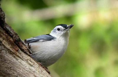 white-breasted-nuthatch-045.jpg