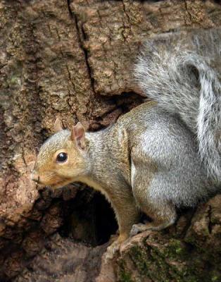 u32/loggah/medium/22262133.topbase2graysquirrel0359.jpg