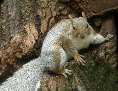 u32/loggah/medium/22262134.topbase2graysquirrel0375.jpg