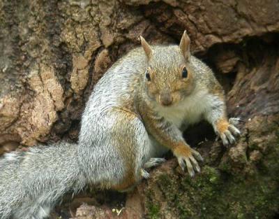 u32/loggah/medium/22262135.topbase2graysquirrel0376.jpg