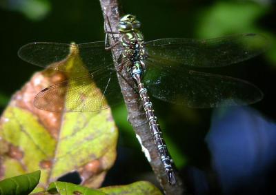 lance-tipped-darner-0126.jpg