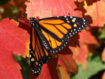 monarch-maple-8453.jpg