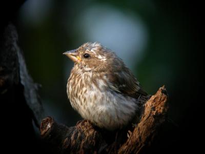 purple-finch-0190.jpg