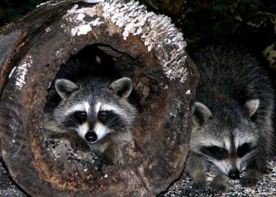 Raccoon Gallery