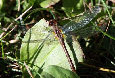 u32/loggah/medium/22263107.topbase.3saffronwingedmeadowhawk.jpg
