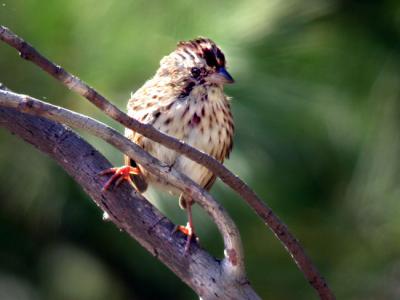 song--sparrow-0466.jpg