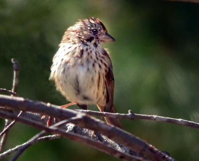 song-sparrow-juv-0464.jpg
