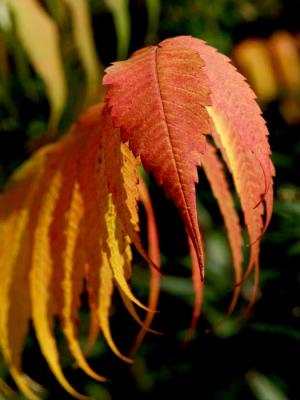 sumac-leaves-8150.jpg