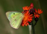 clouded-sulphur-6085.jpg