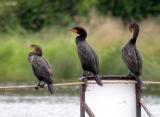 cormorant-6066.jpg