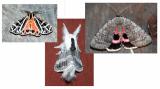 late-season-moths.jpg