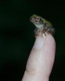 tree-frog-tiny-6693.jpg