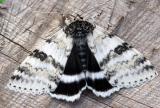 white-underwing-6627.jpg