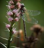 lance-tipped-darner-6092.jpg