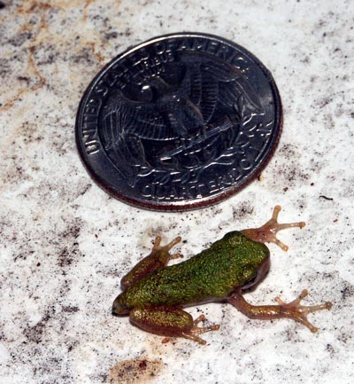 tree-frog-tiny-6718.jpg