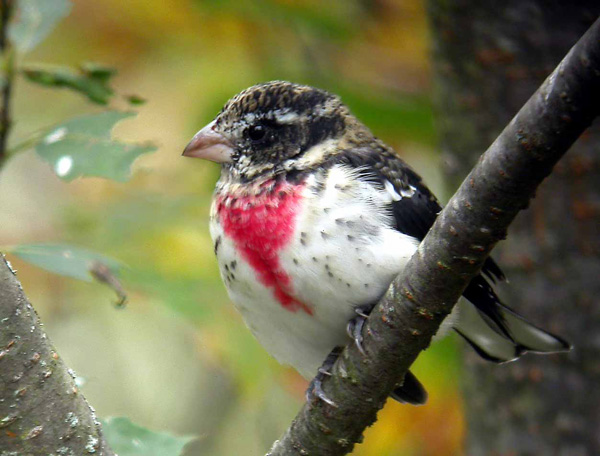 rose-breasted-grosbeak-0398.jpg