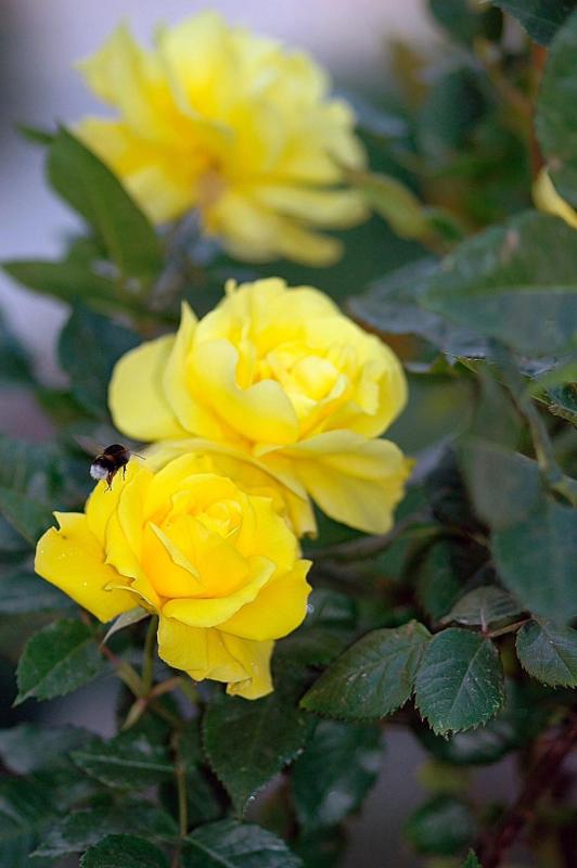 Roses & Bumblebee