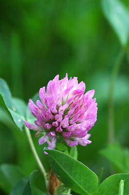 Clover-flower