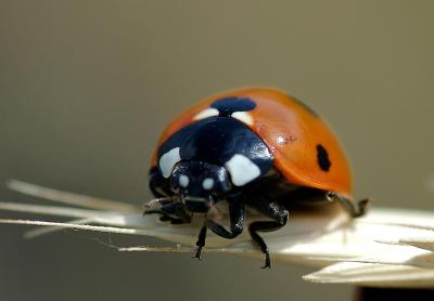 Ladybug Front View