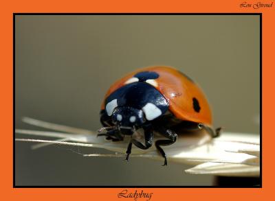 Ladybug - July 20-04