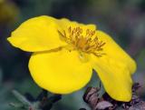 Yellow Hedge-Rose