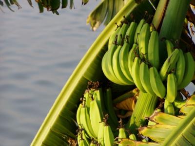 fruiting banana by water side