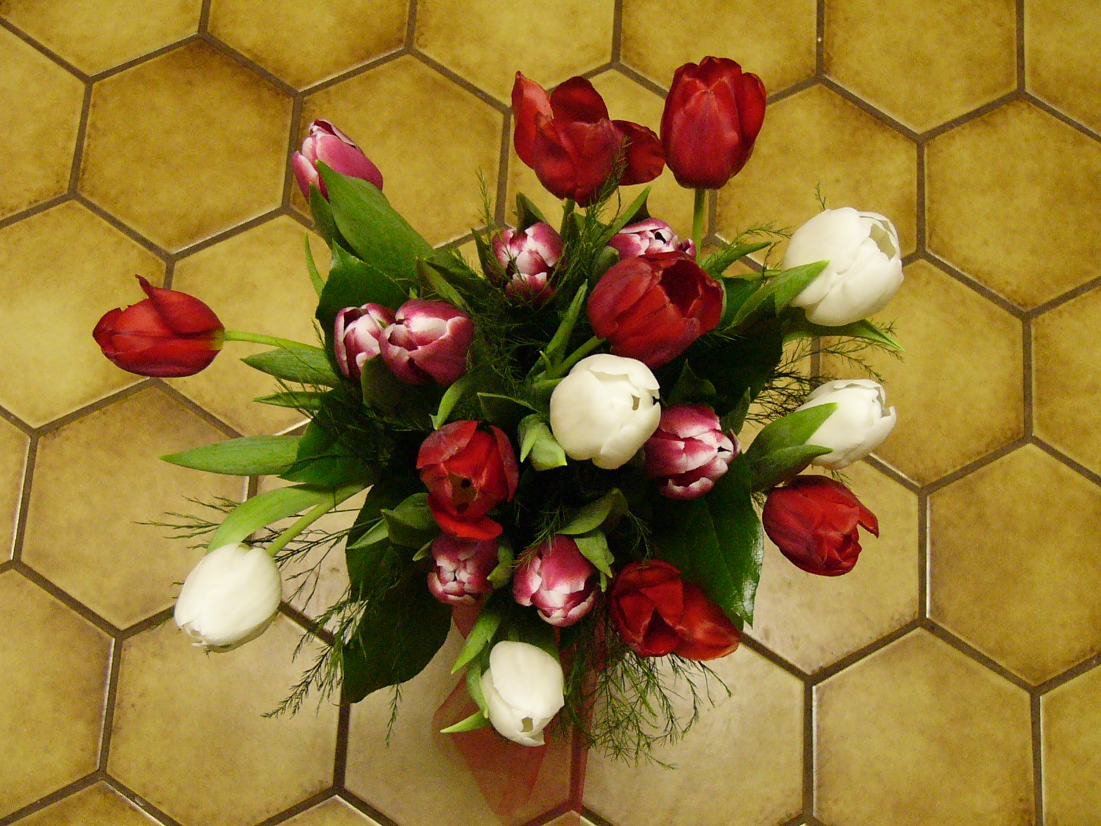 my tulips.jpg