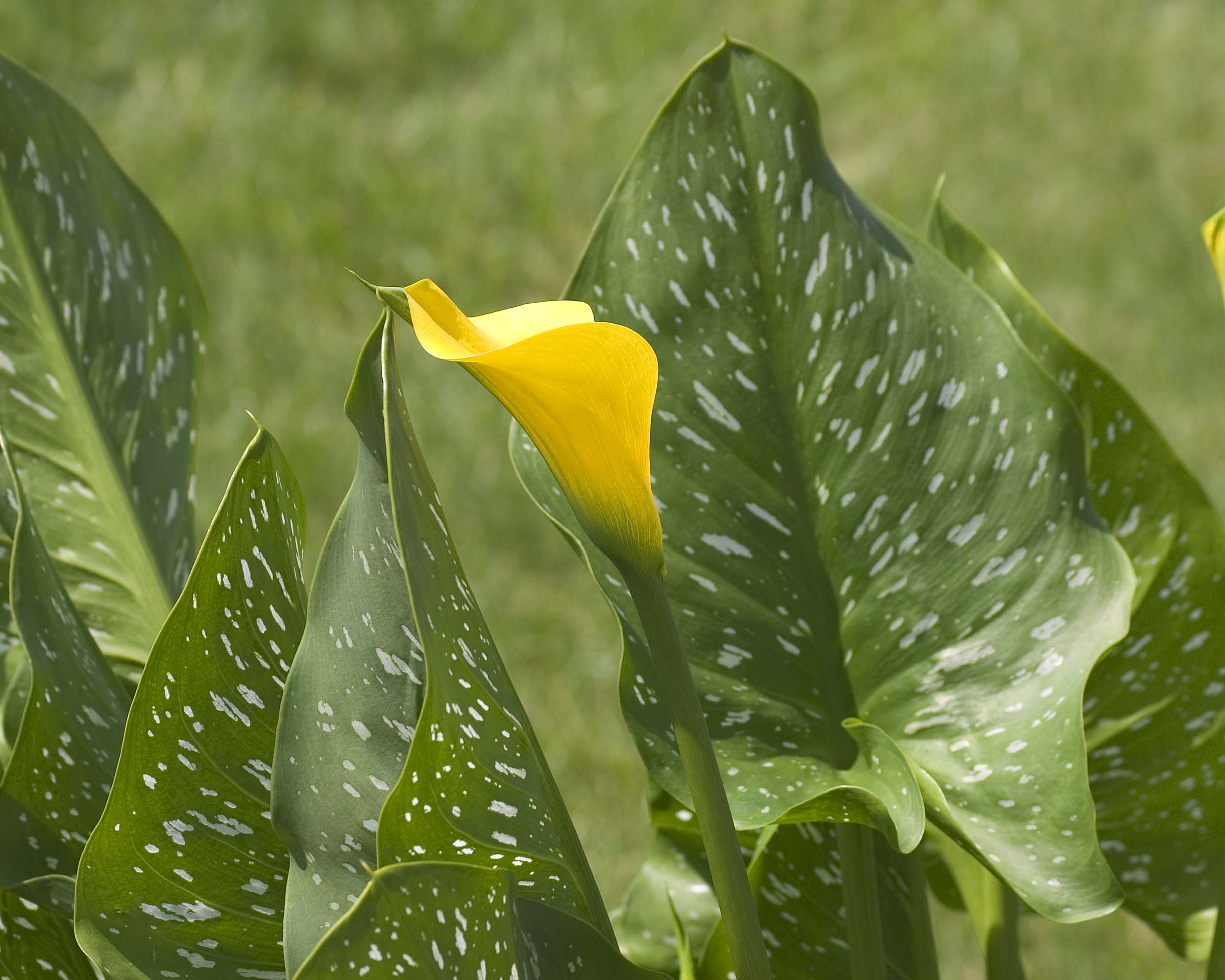 Calla Lilly