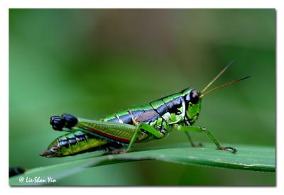 CRW_6594