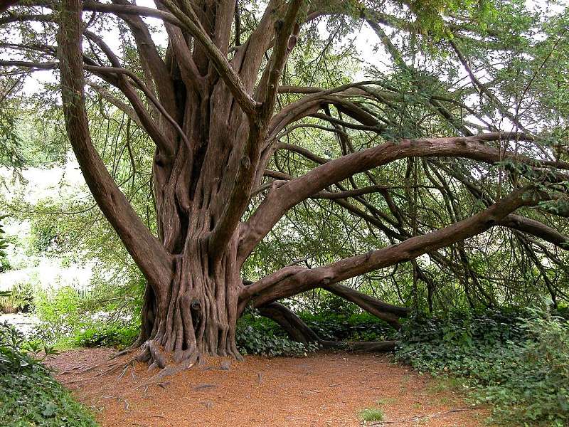 Gnarled Tree
