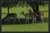 NeenerDeer.9524
