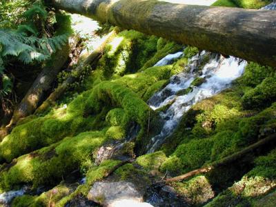Upper Proxy Falls