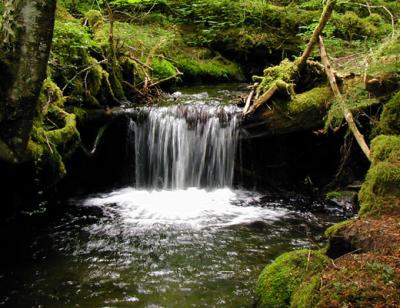 Ramona Falls Trail