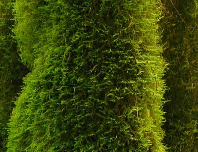 Moss