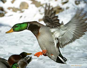 Landing Amongst Friends - Ducks