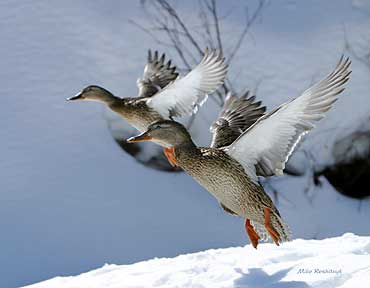 Frigid Synchronized Escape - Ducks