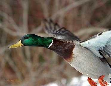 Mallard In Movement - Duck