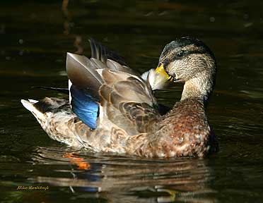 Preening - Duck