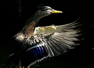 Rising To The Occasion - Duck