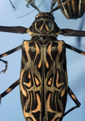 pattern beetle