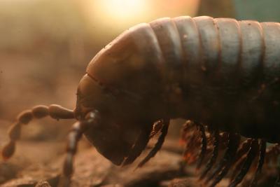 A giant millipede forages in the dawn light.